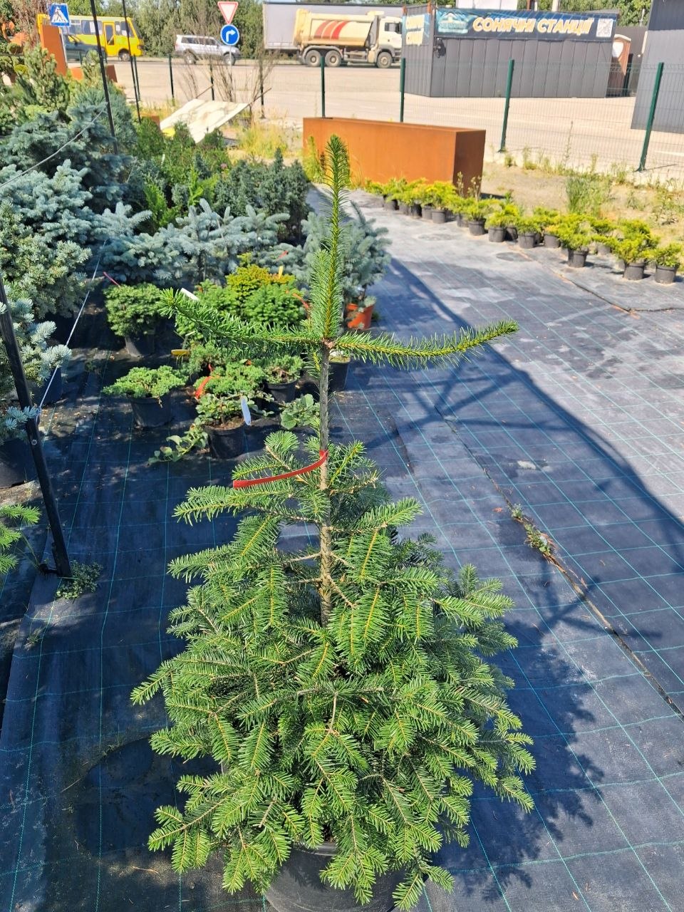 Ялиця біла (Abies alba) 100 см