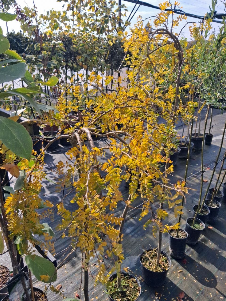 Карагана деревоподібна Pendula (лат. Caragana arborescens 'Pendula') 1-1.4 м