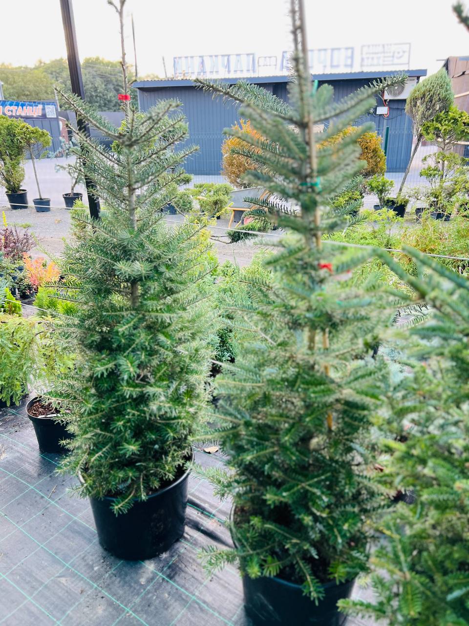 Ялиця корейська (Abies koreana)