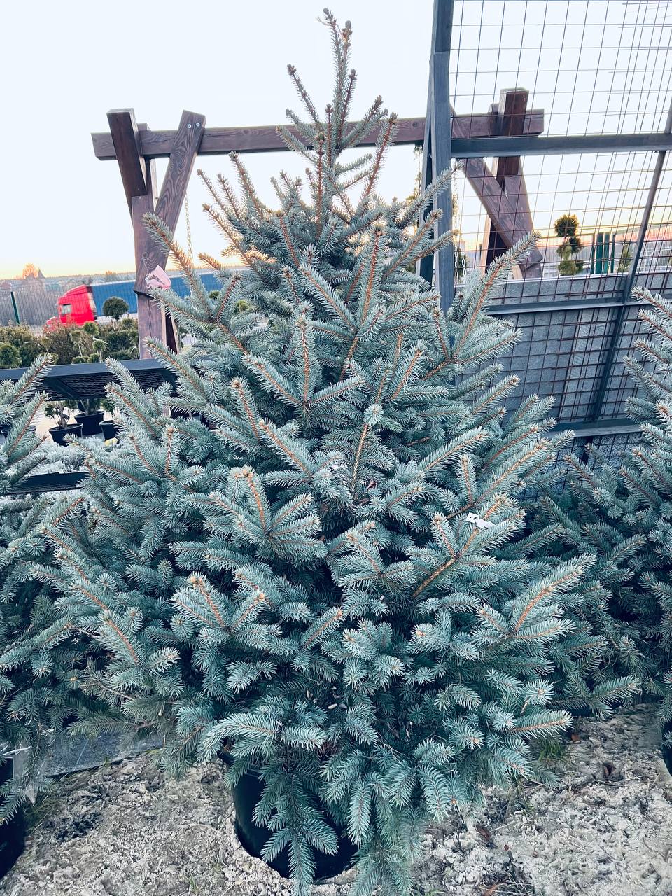 Ялина колюча блакитна Picea pungens Glauca Kaibab горщик 45-60л Н-200 см