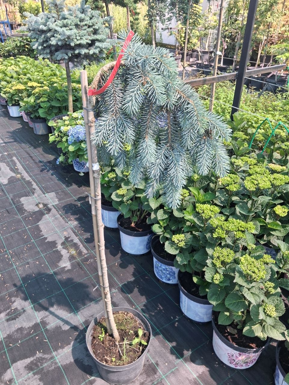 Ялина колюча Зе Блюз (Picea pungens The Blues) 100 см