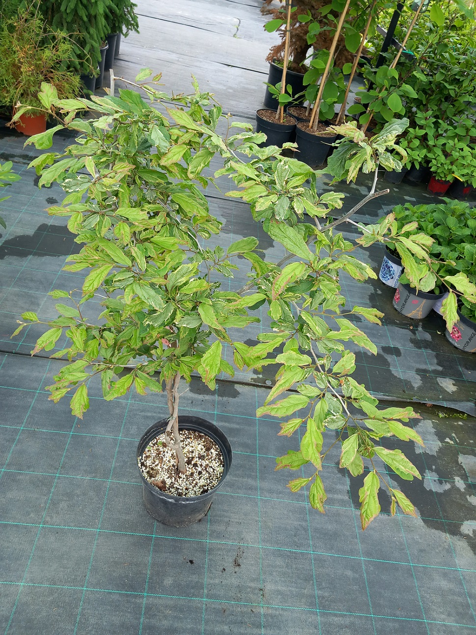 Паротія перська «Персіан Лейс» (Parrotia persica 'Persian Lace') C5 100-130