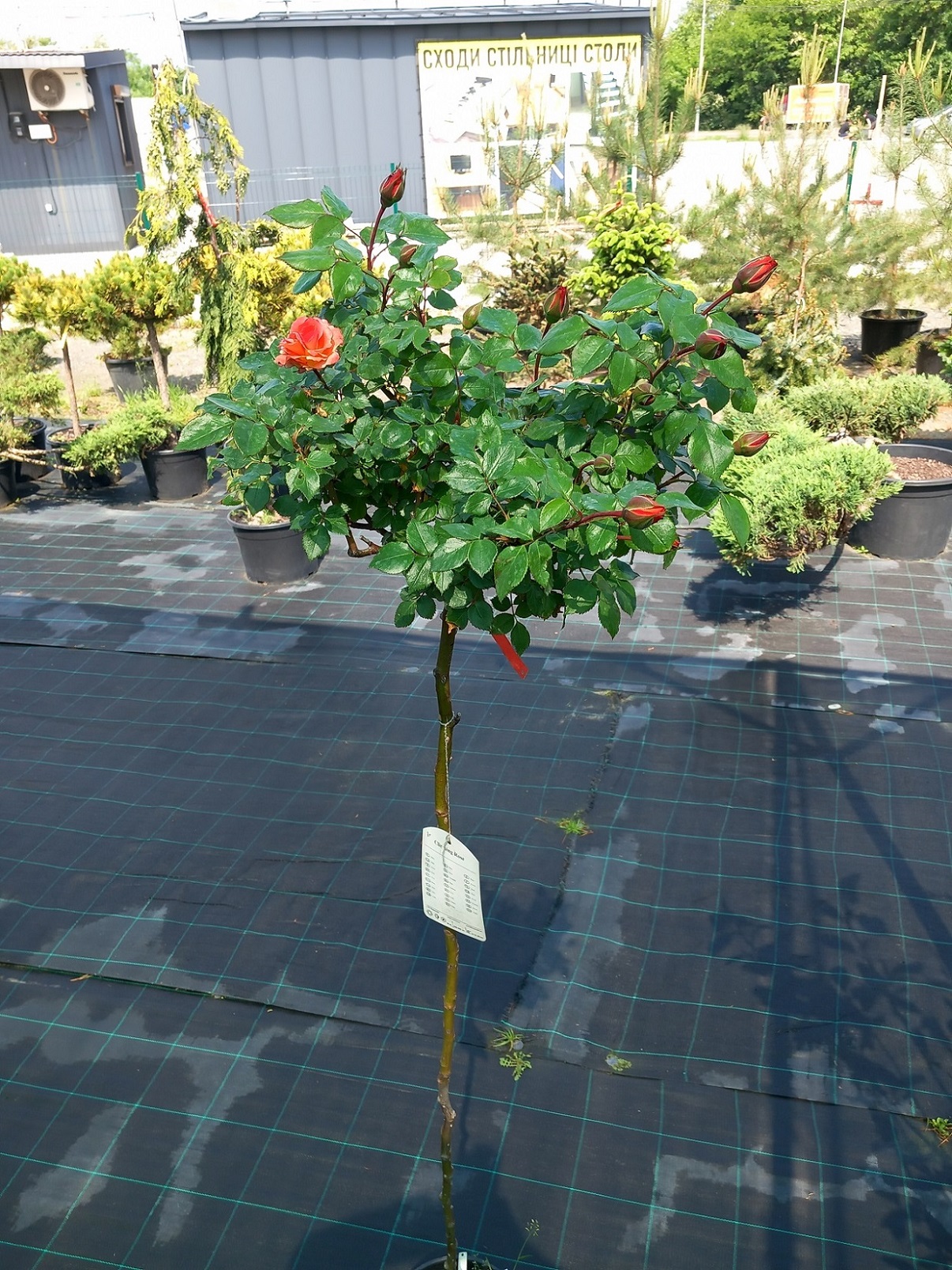 Троянда «Оранж Мейландіна» на штамбі (Rosa 'Orange Meillandina') 150 см