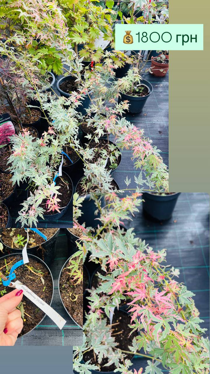 Клен японский Иоши  / C3 / Acer palmatum 'Iyoshi'