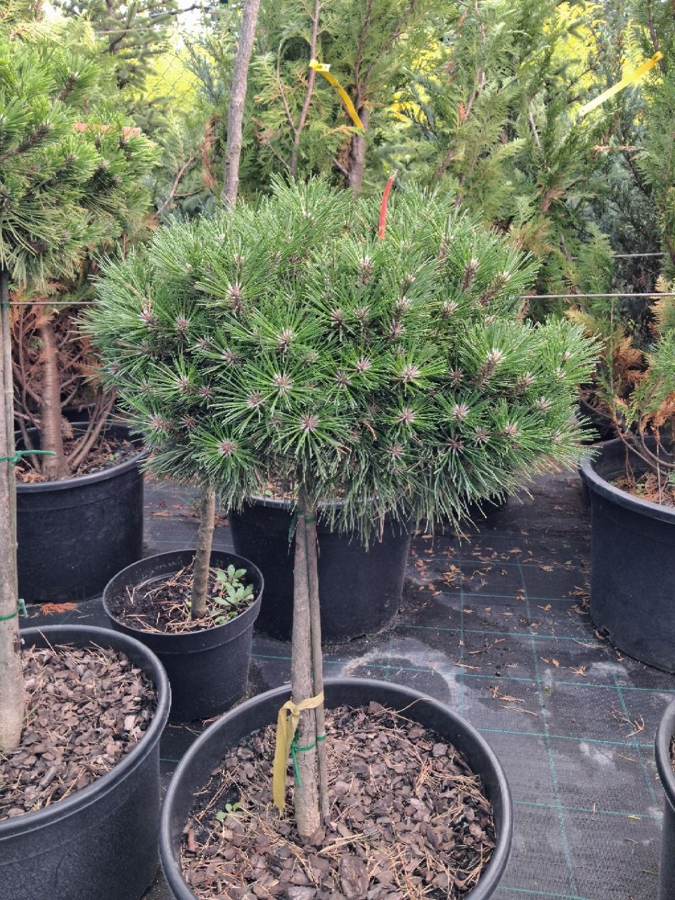 Сосна чорна Bambino (лат. Pinus nigra 'Bambino') 70 см