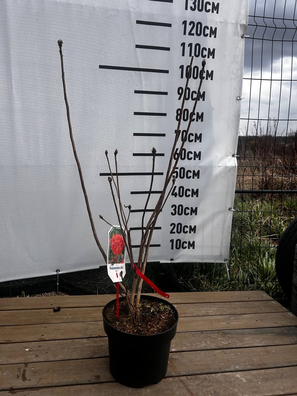 Rhod. (KH) 'Balzac' oranje/rood