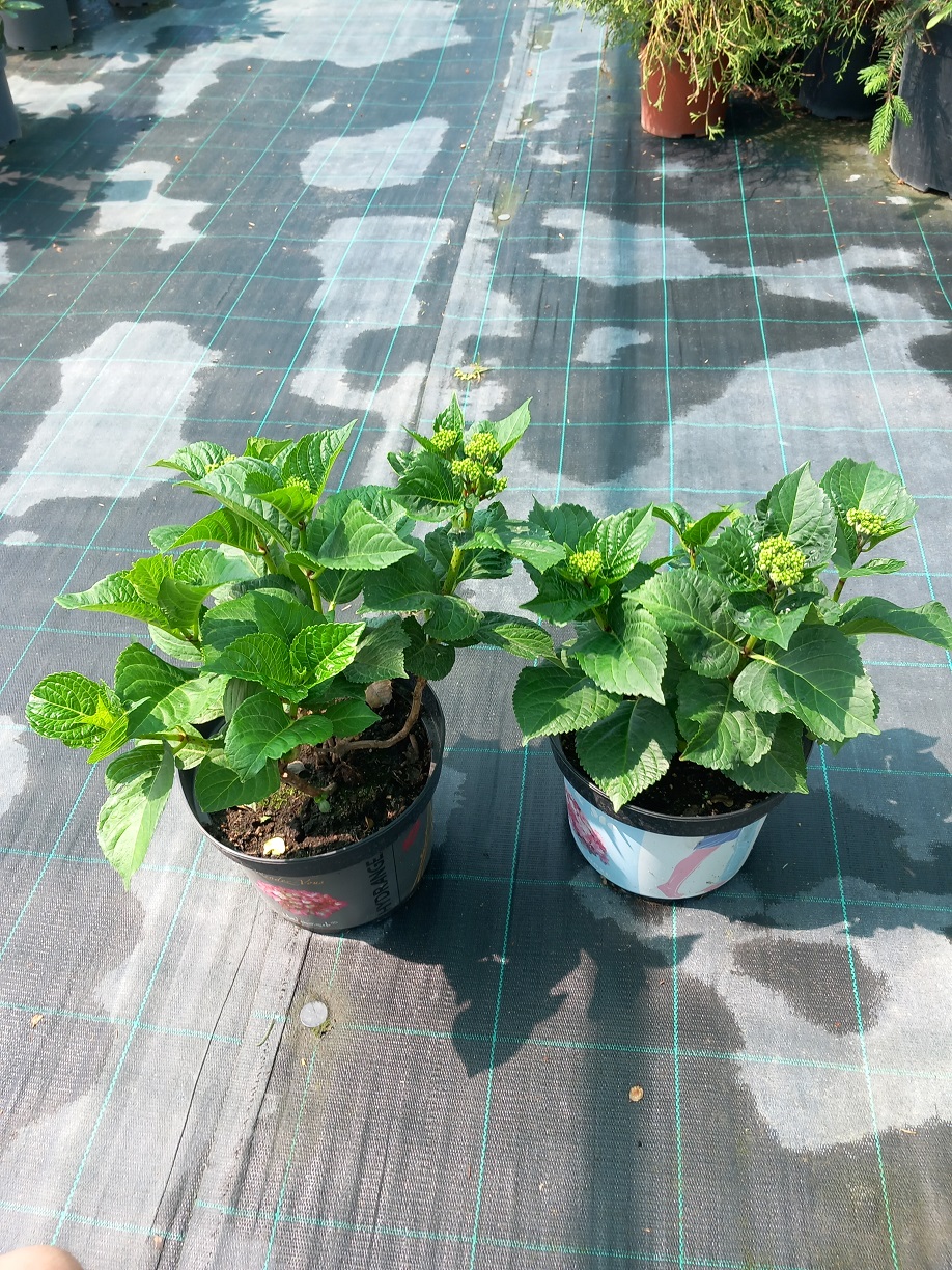 Гортензія великолисткова «Россо Глорі» (лат. Hydrangea macrophylla 'Rembrandt Rosso Glory') 30-35 см