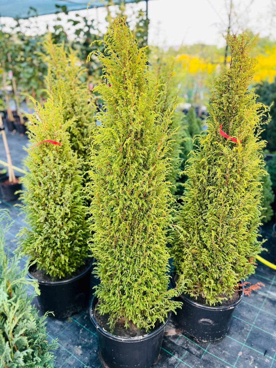 Ялівець "Арнольд"