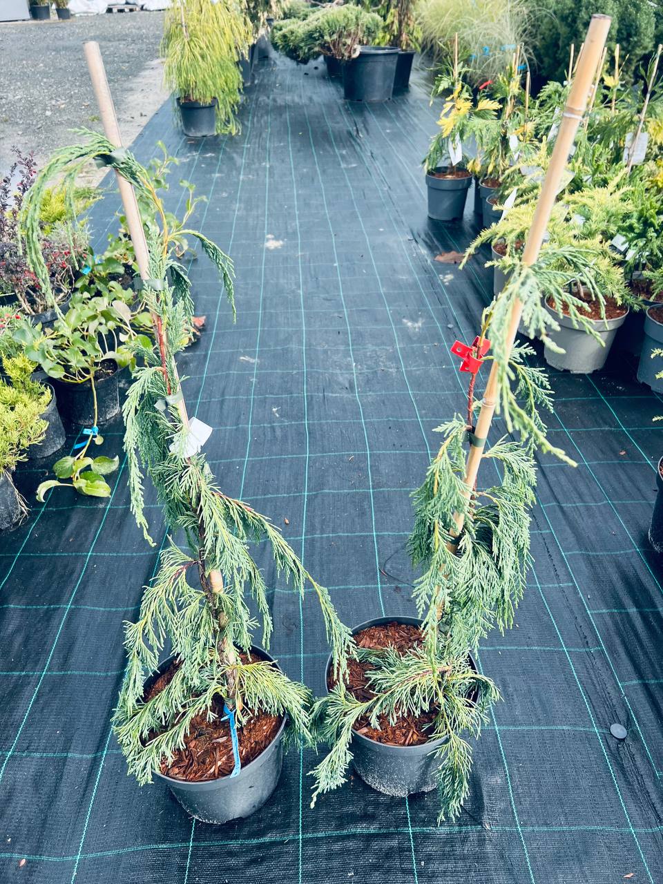 Кипарисовик нутканський Boyko's Sundown