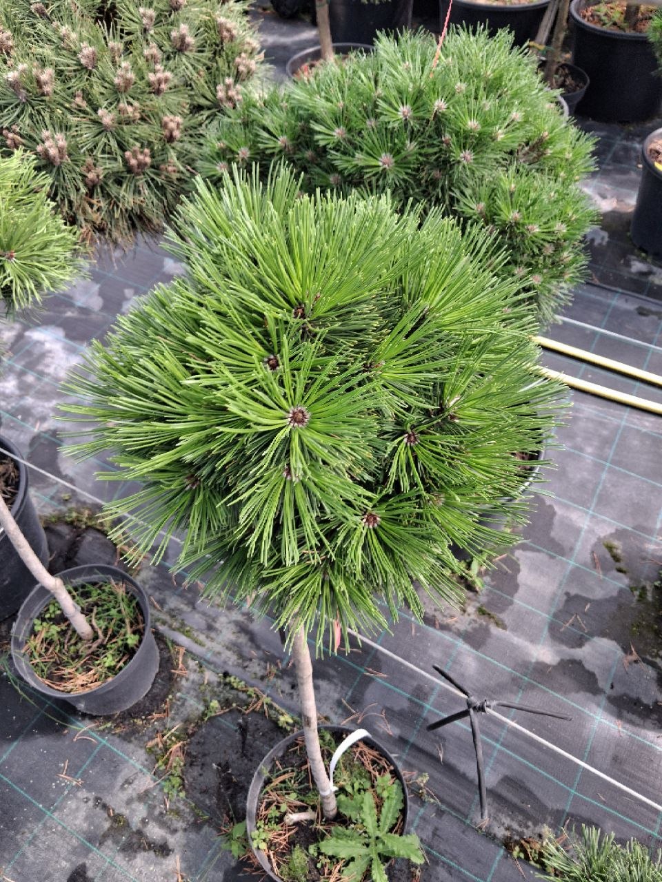 Сосна білокора Schmidtii (лат. Pinus heldreichii 'Schmidtii') 100 см