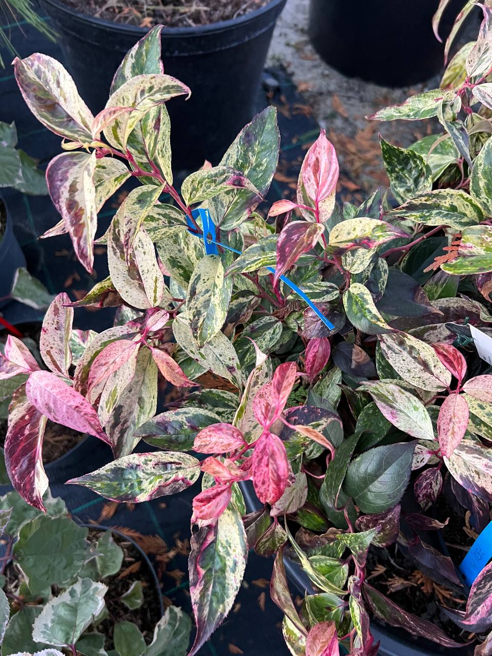 еукотоє "Rainbow" (Leucothoe "Rainbow")