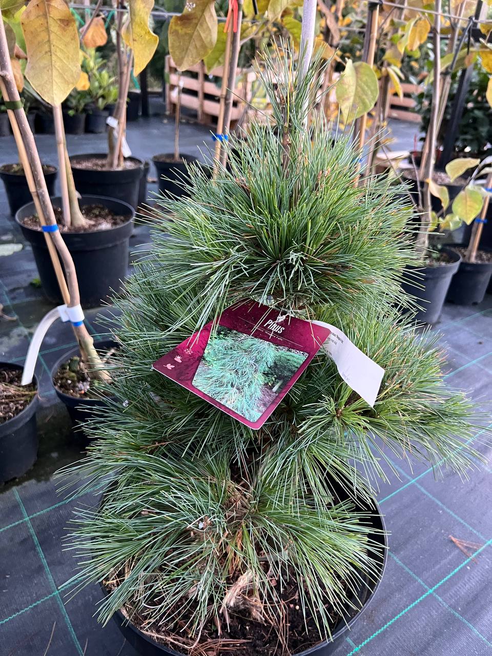 Pinus Niagara Falls (Сосна веймутова 'Niagara Falls')