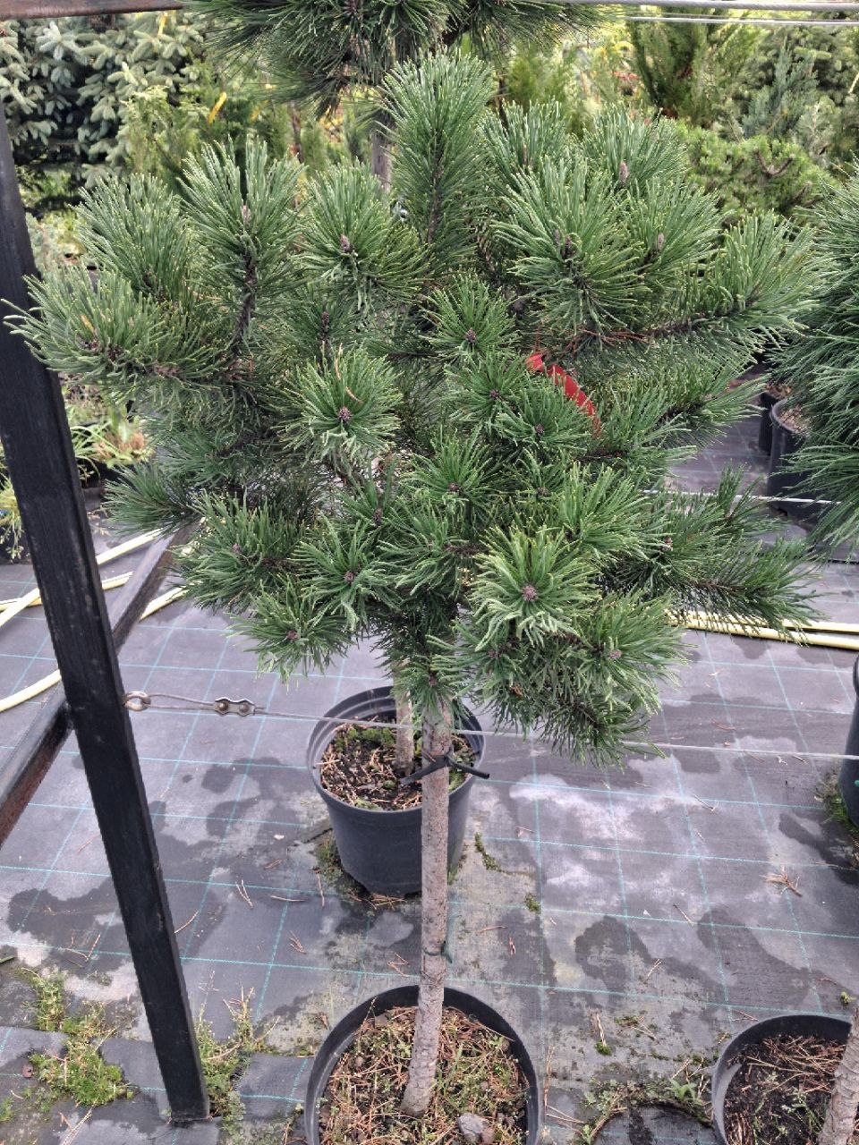 Сосна гірська Schweizer Tourist (лат. Pinus mugo 'Schweizer Tourist') 110 см