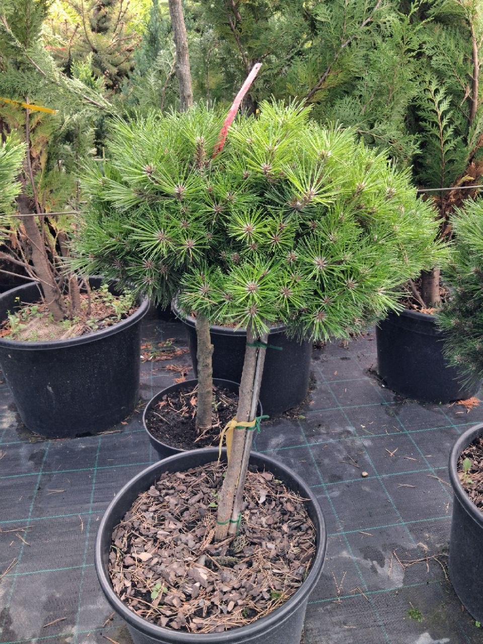 Сосна гірська Low Glow (лат. Pinus mugo 'Low Glow') 70 см