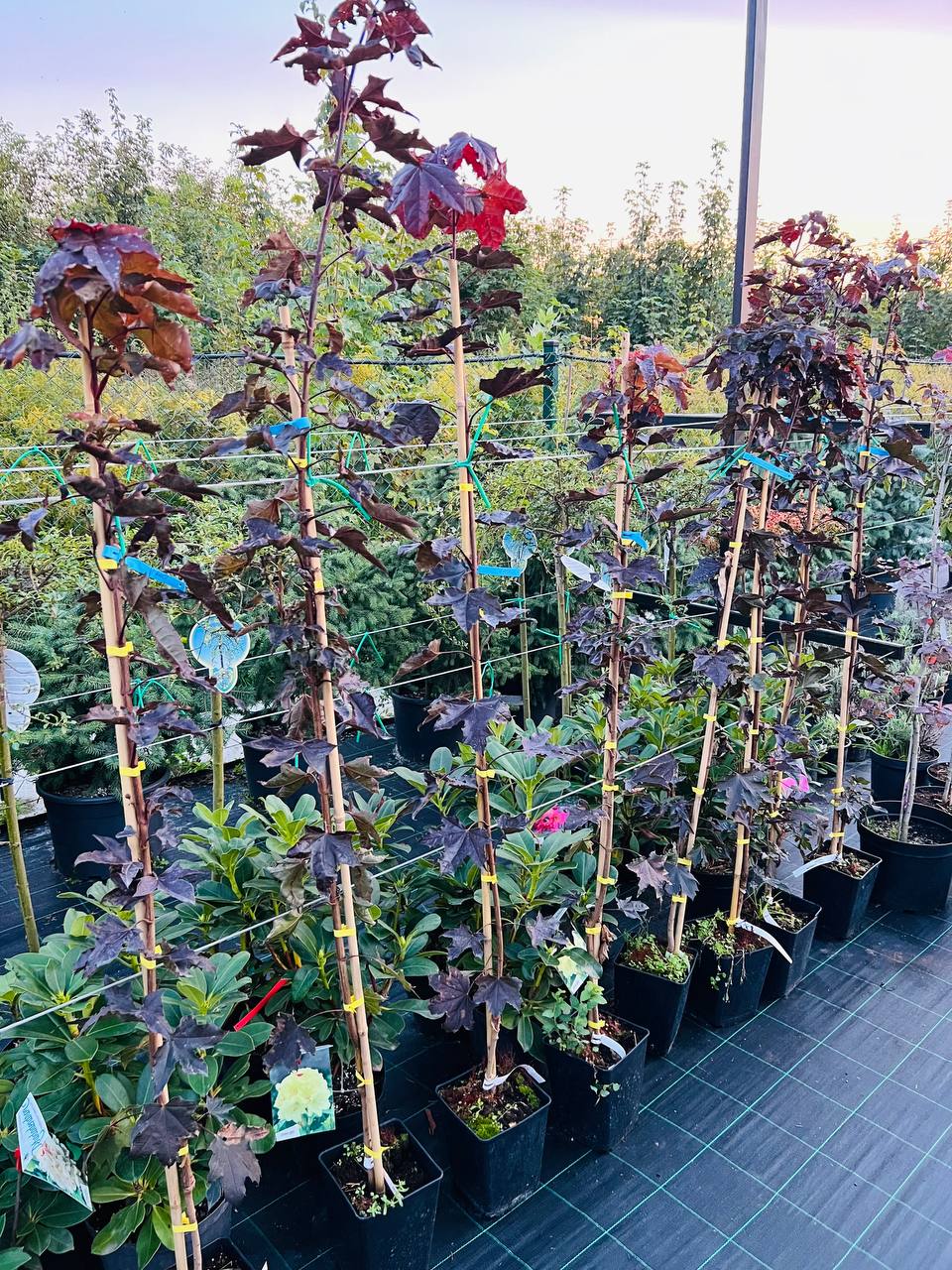 Клен «Кримсон Сентрі» (Acer platanoides 'Crimson Sentry')