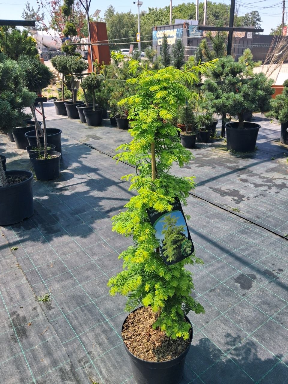Метасеквоя китайська Голд Руш (Metasequoia glyptostroboides Gold Rush) 90 см