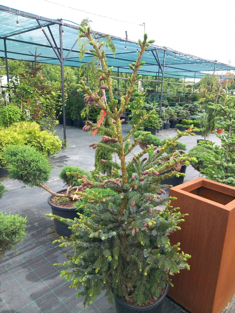 Ялиця двоколірна (Abies bicolor) 150 см