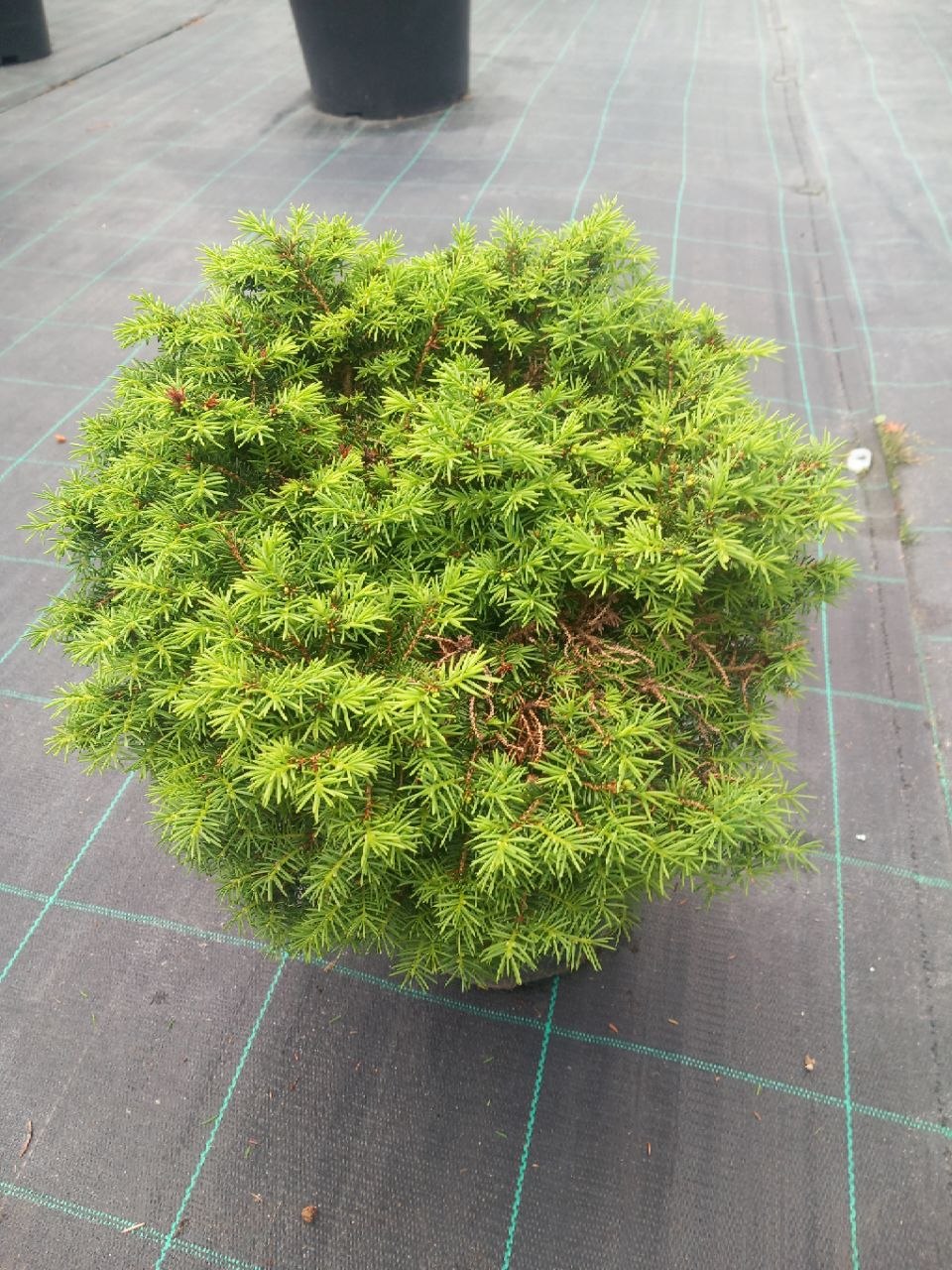 Ялина звичайна Нідіформіс (Picea abies) 20 см