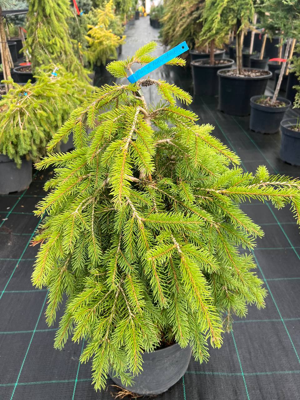 Ялина Прокумбенс. (Picea abies Procumbens) С5