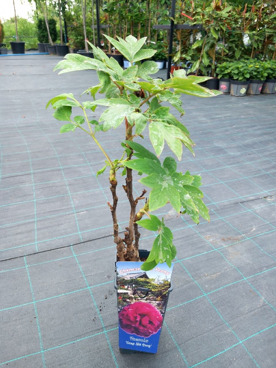 Півонія деревоподібна китайська (Paeonia × suffruticosa) С2 50-60 см