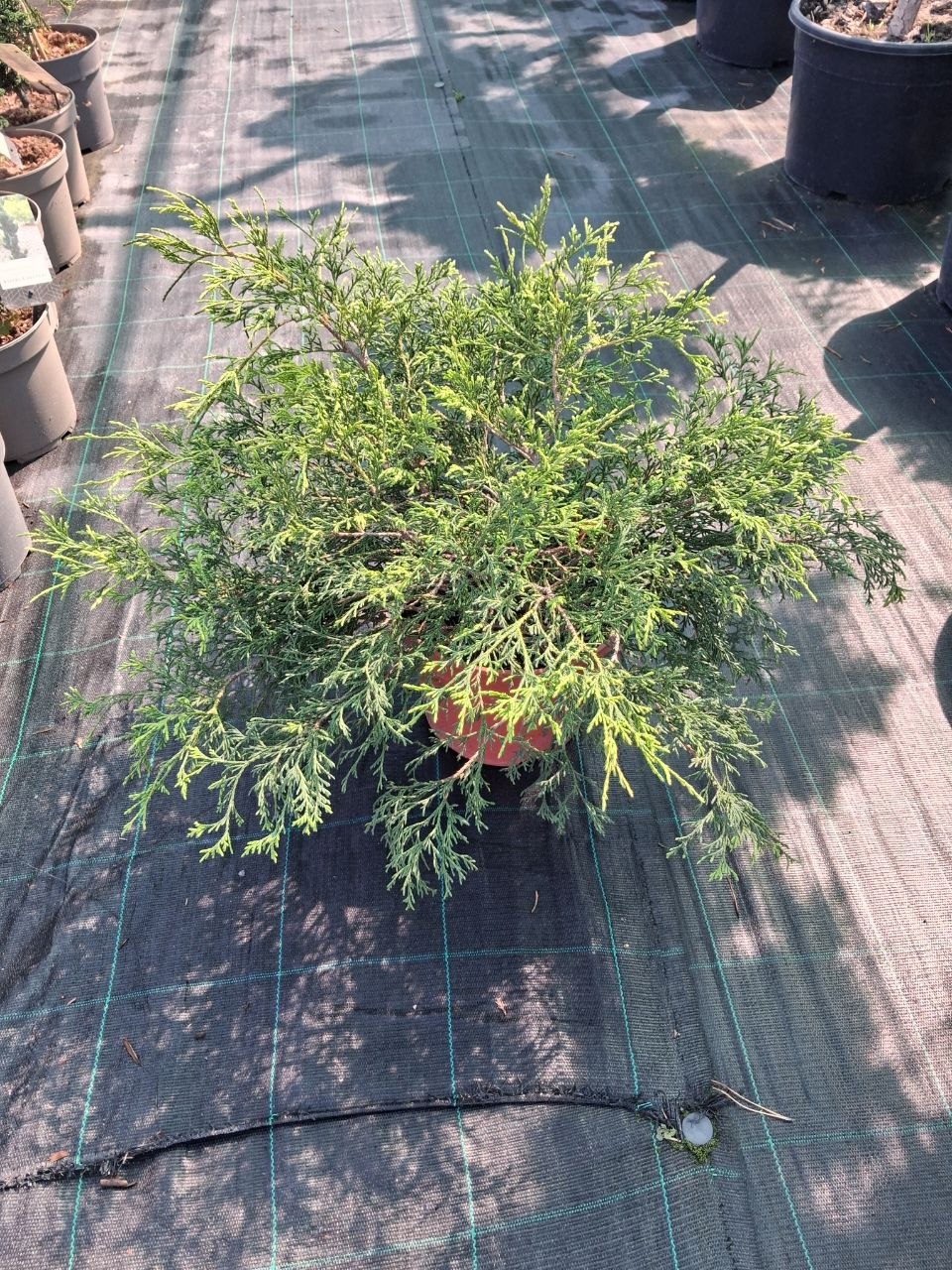 Кипарисовик горохоплідний Філіфера (Chamaecyparis pisifera Filifera) 30 см