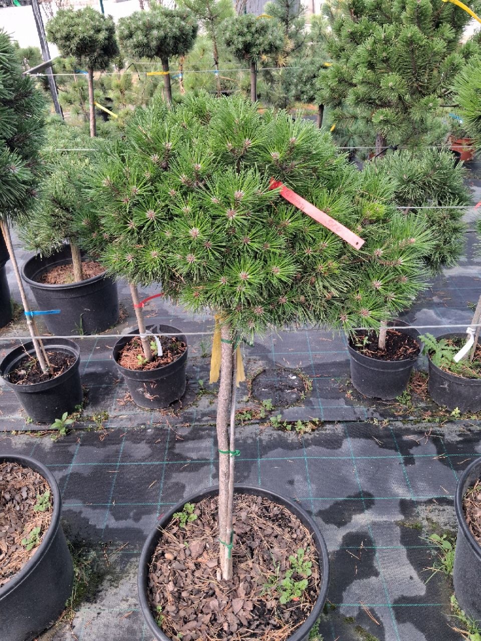 Сосна чорна Bambino (лат. Pinus nigra 'Bambino')  90 см