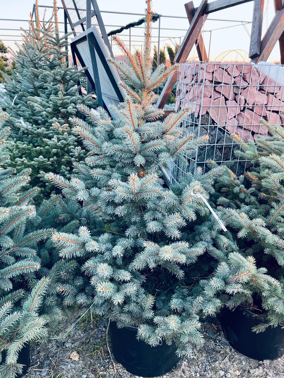 Ялина колюча блакитна Picea pungens Glauca Kaibab горщик 45-60л Н-130см