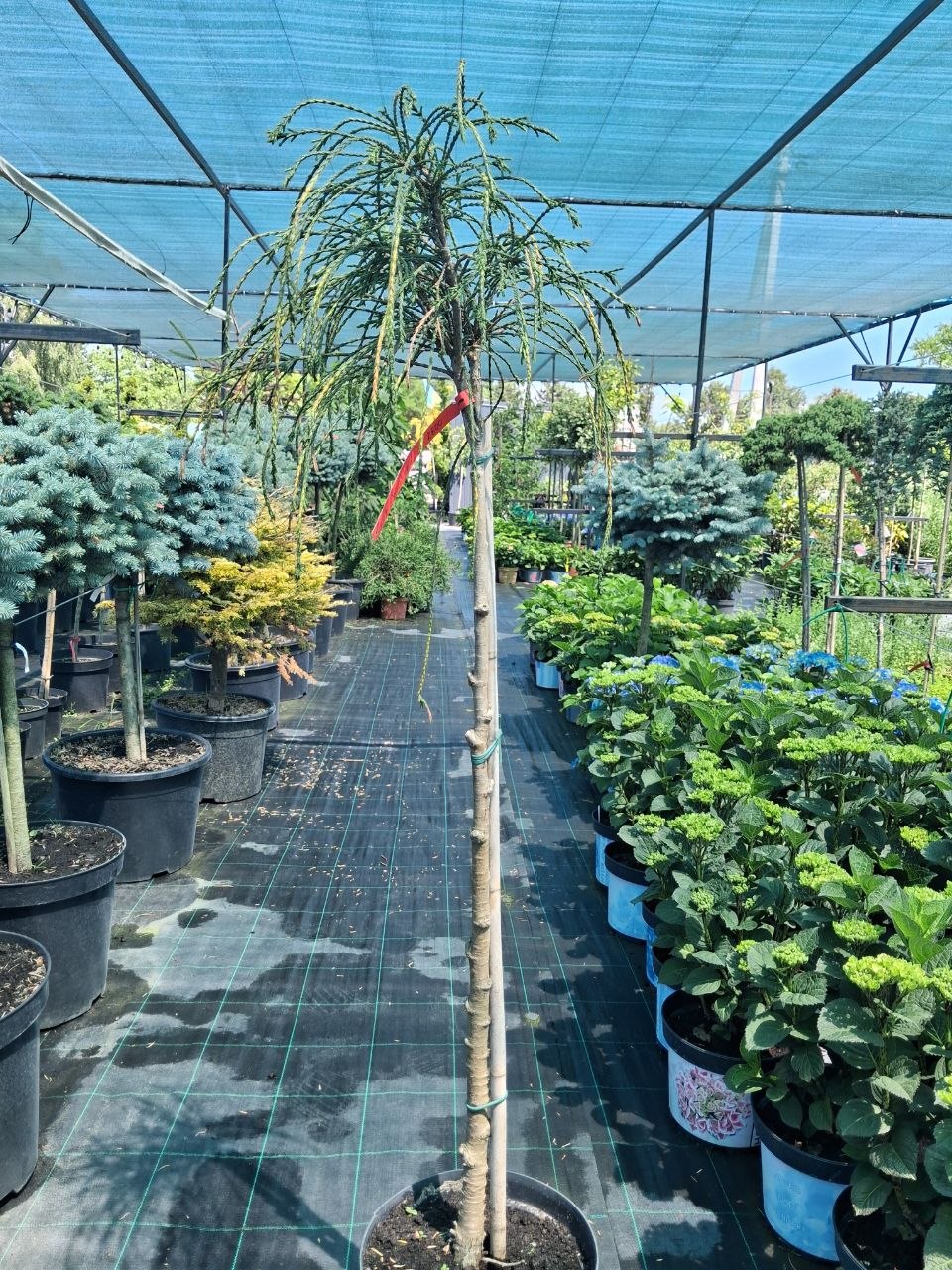 Туя складчаста Віпкорд на штамбі (Thuja plicata Whipcord) 120 см
