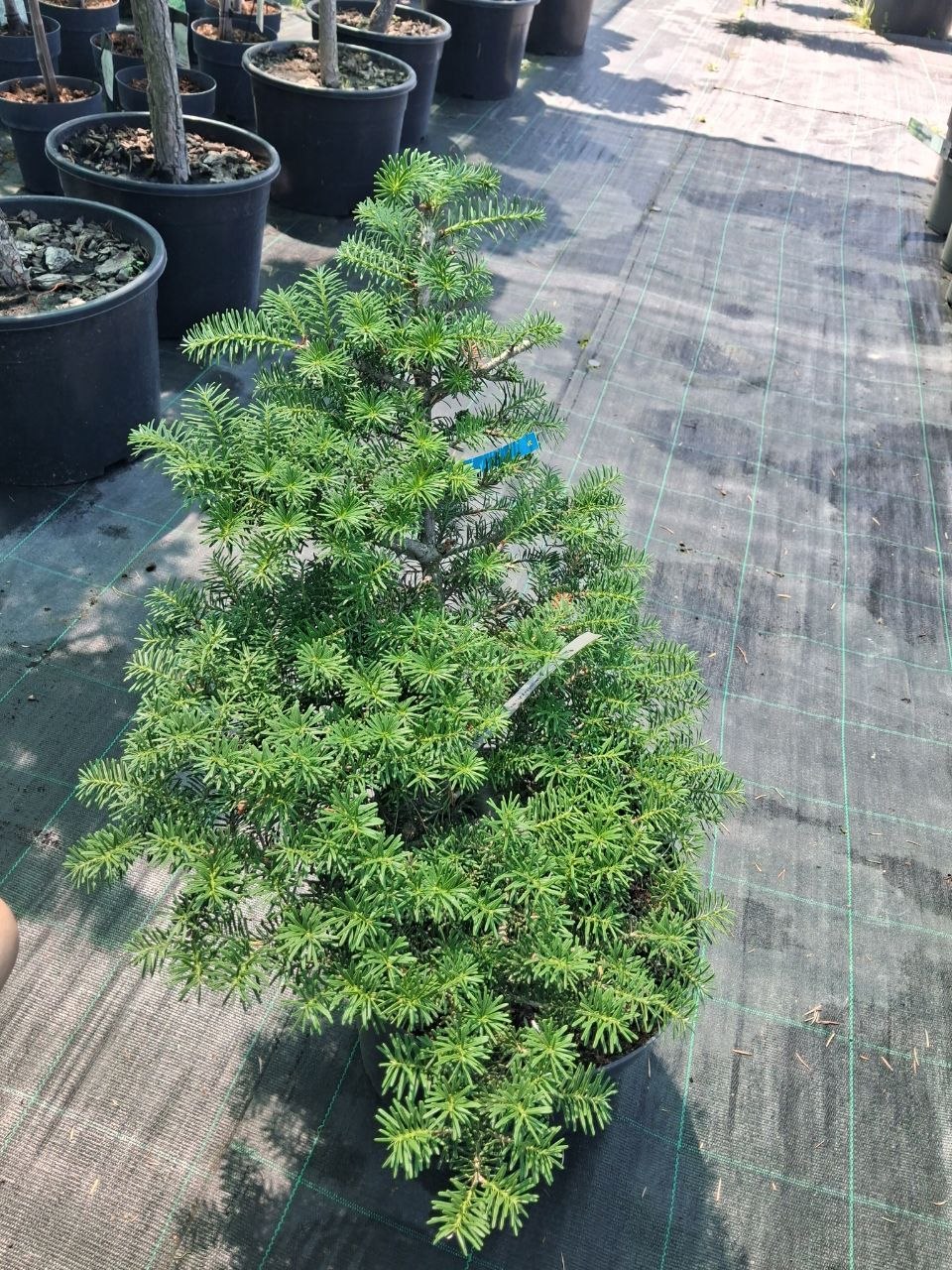 Ялиця корейська Войслав (Abies koreana Wojslaw) 40 см