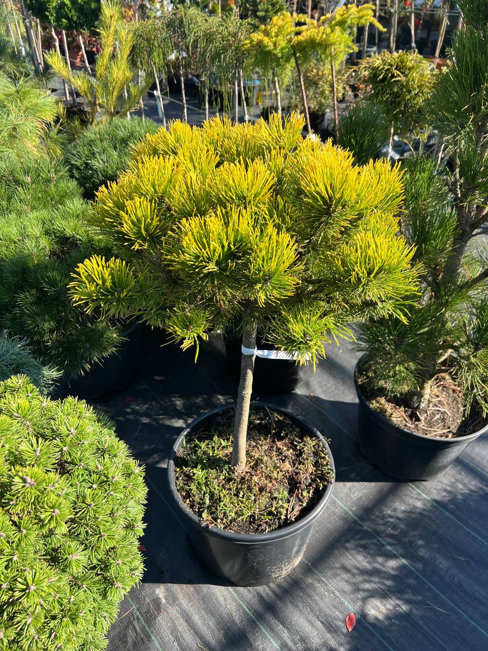 Сосна гірська Pinus mugo Winter gold на штамбі