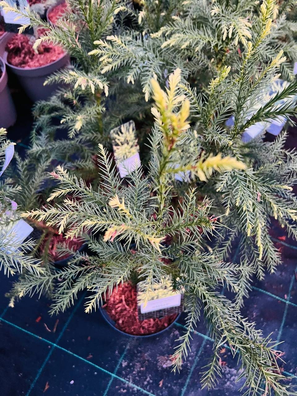 Криптомерія японська 'Секкан' (Cryptomeria japonica 'Sekkan')