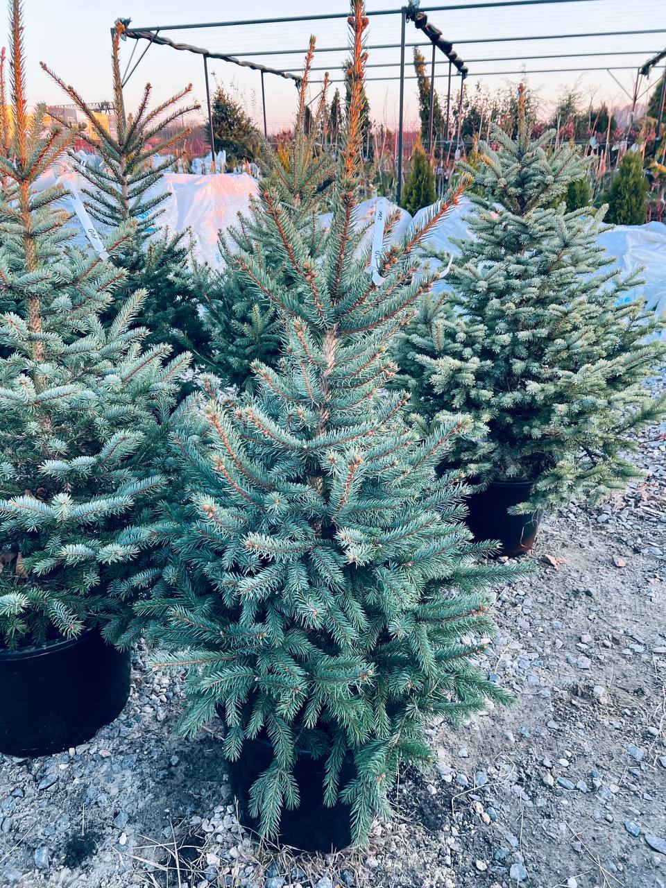 Ялина колюча блакитна Picea pungens Glauca Kaibab горщик 45-60л Н-150см