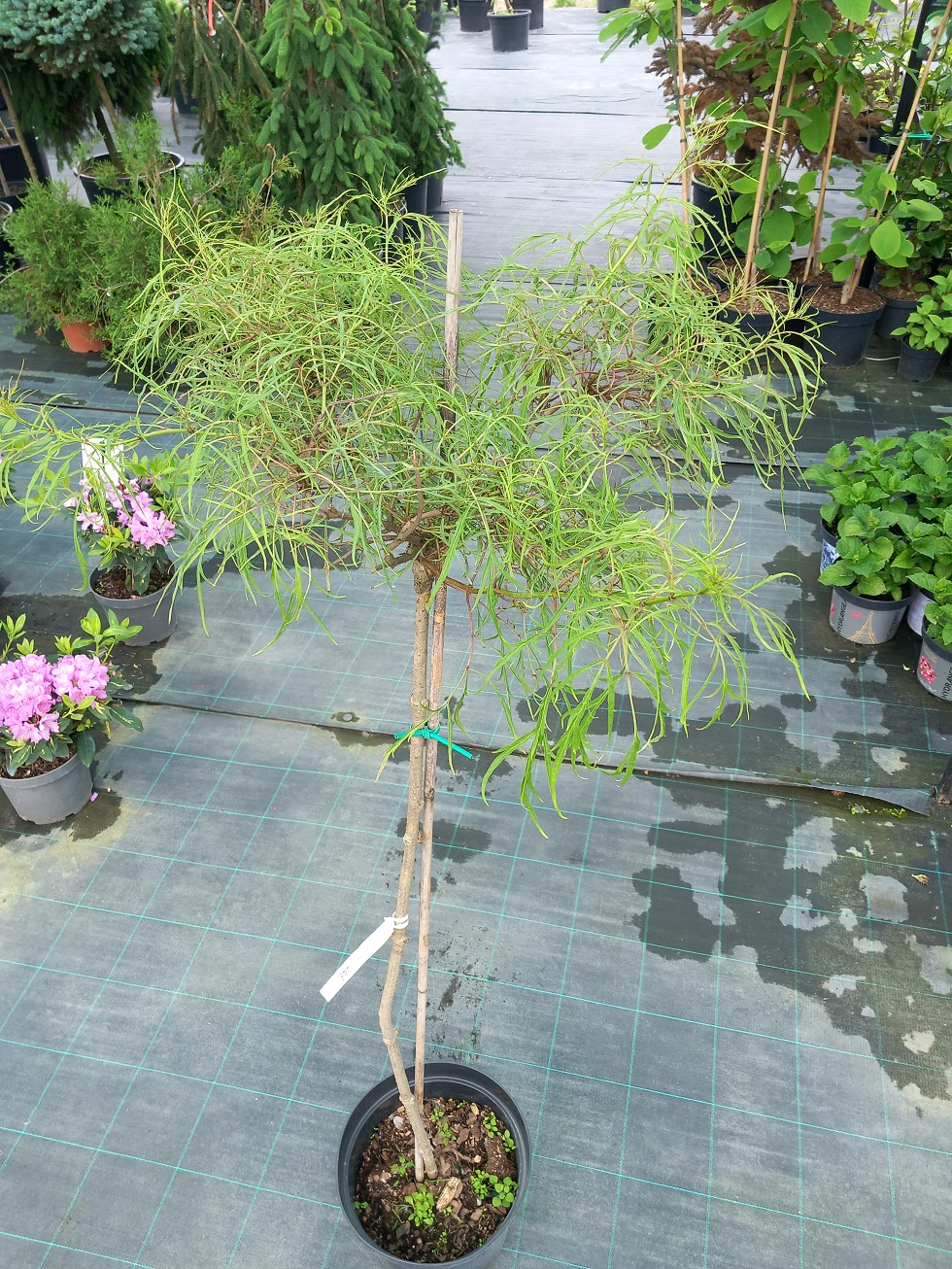 Бузина чорна «Тенуіфоліа» (Sambucus nigra 'Tenuifolia') 140-150 см