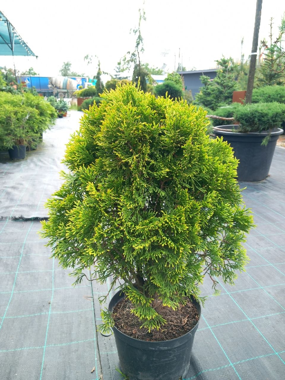 Туя західна Голден Глоуб (Thuja occidentalis Golden Globe) 50-60 см