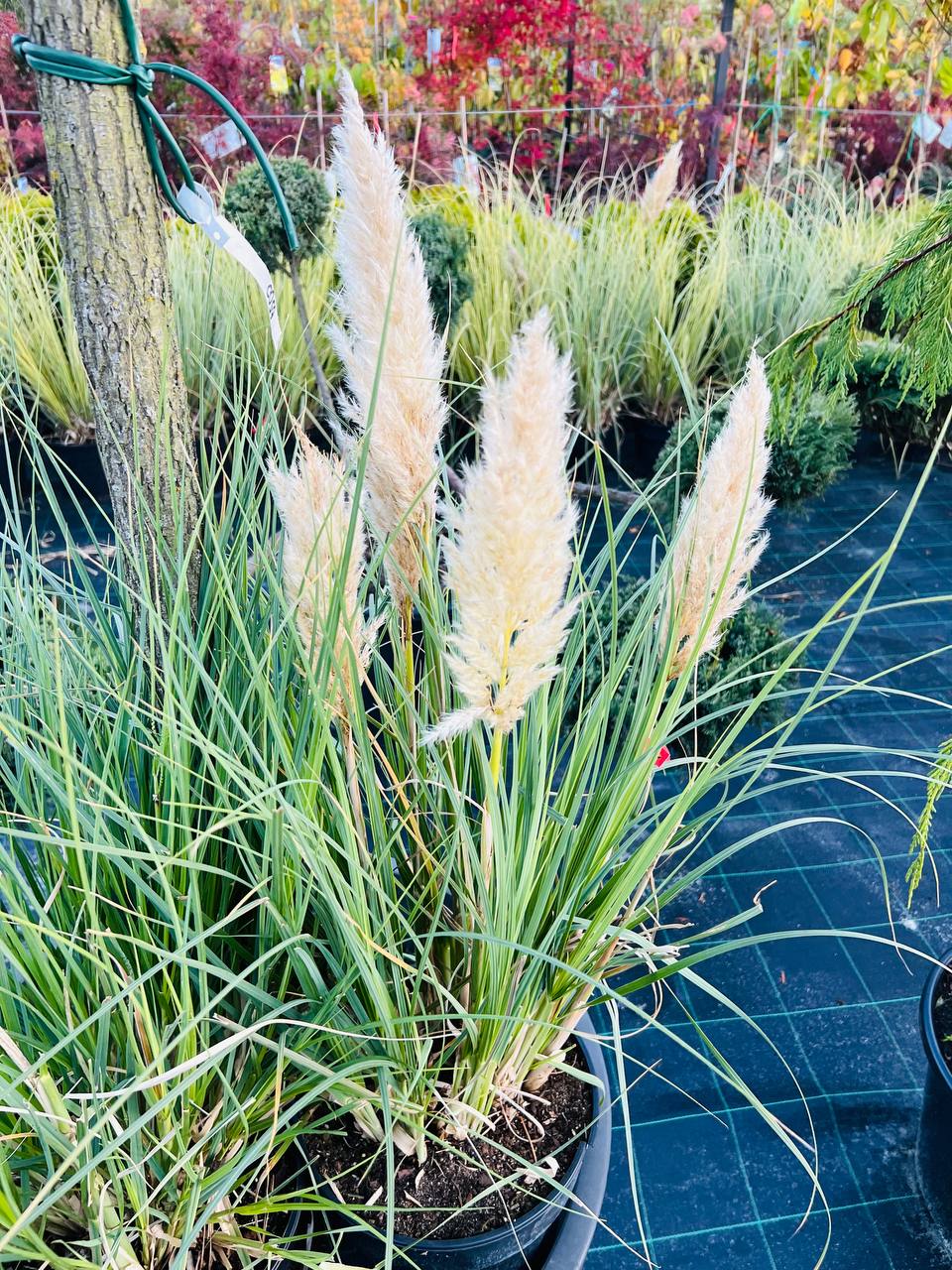 Кортадерія селло “Tiny Pampa”, Cortaderia selloana TINY PAMPA С20