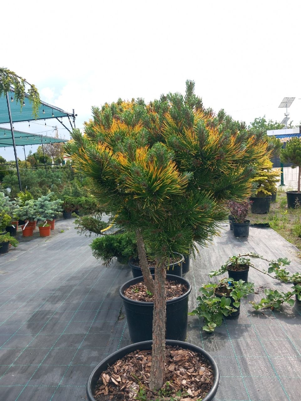 Сосна гірська Вінтер Голд на штамбі (Pinus mugo Winter Gold) 90-100
