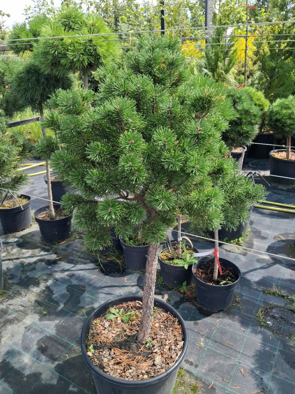 Сосна гірська Winter Gold (лат. Pinus mugo 'Winter Gold')  110 см