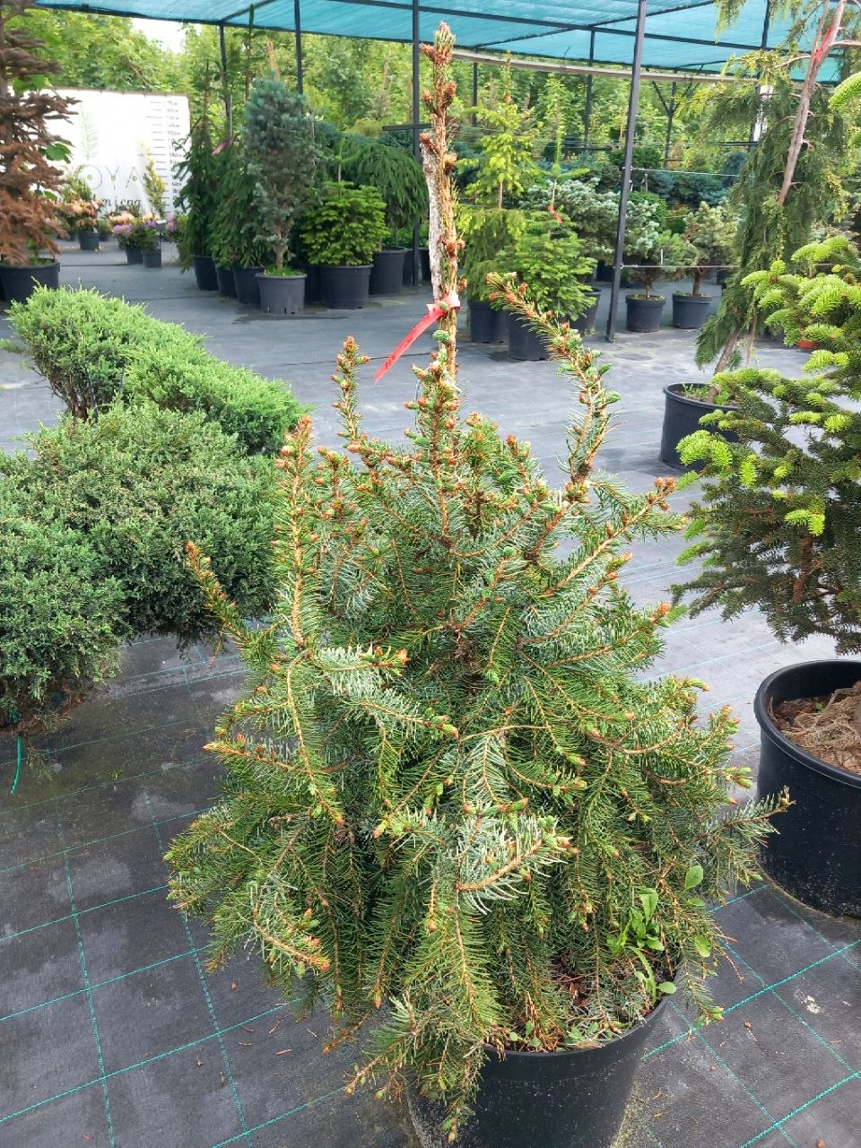 Ялина сербська Брунс (Picea omorika Bruns) 100 см