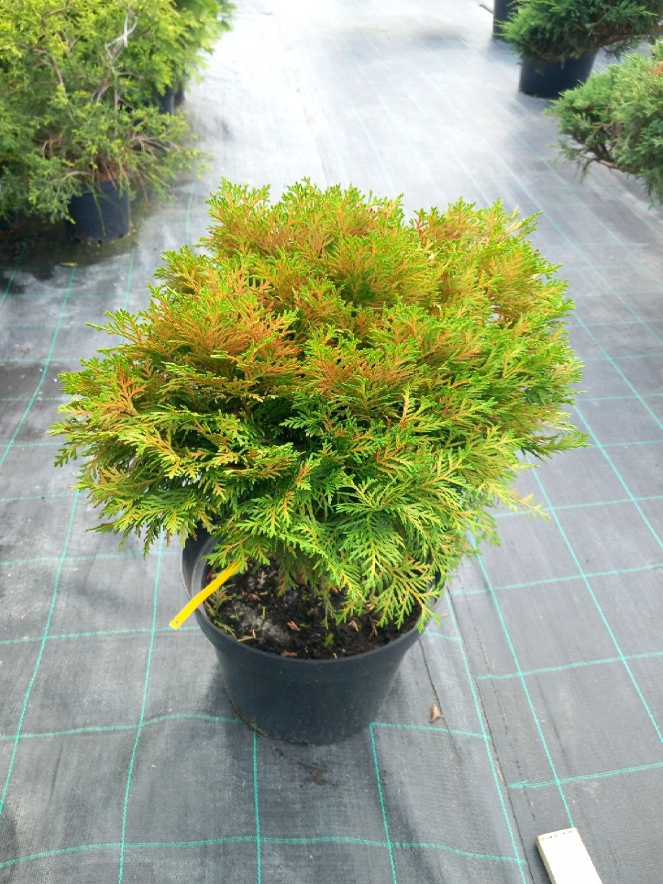 Туя західна Даніка (Thuja occidentalis Danica) 50 см