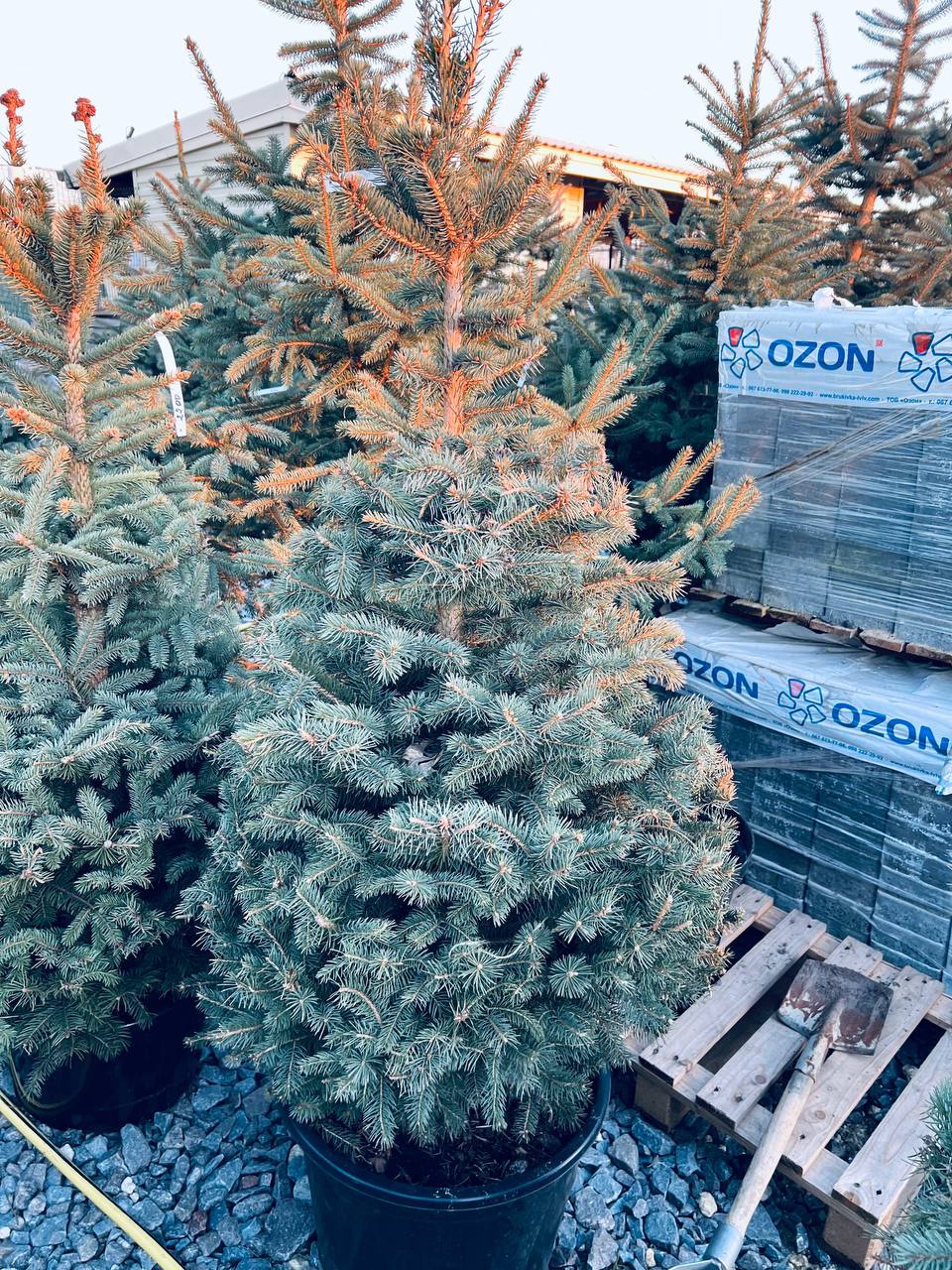Ялина колюча блакитна Picea pungens Glauca Kaibab горщик 45-60л Н-2800