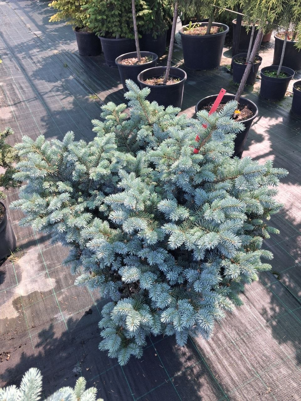 Ялина колюча Хупсі (Picea pungens Hoopsii)  70 см