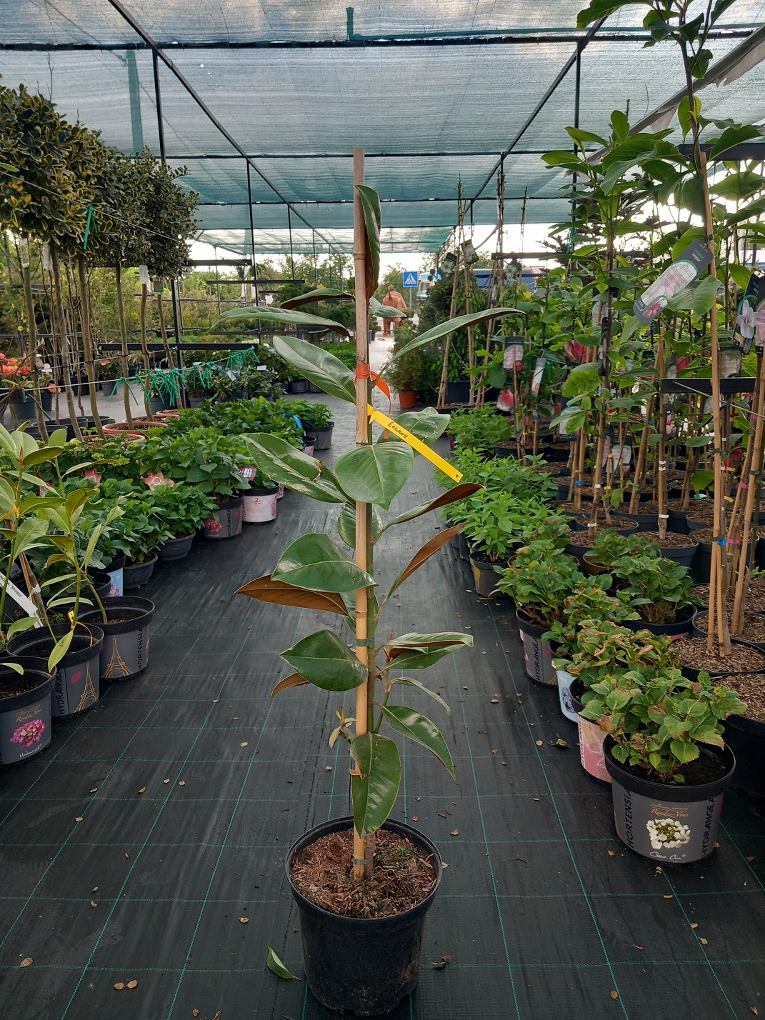 Магнолія великоквіткова «Ексмаут» (Magnolia grandiflora 'Exmouth') 90-120 см