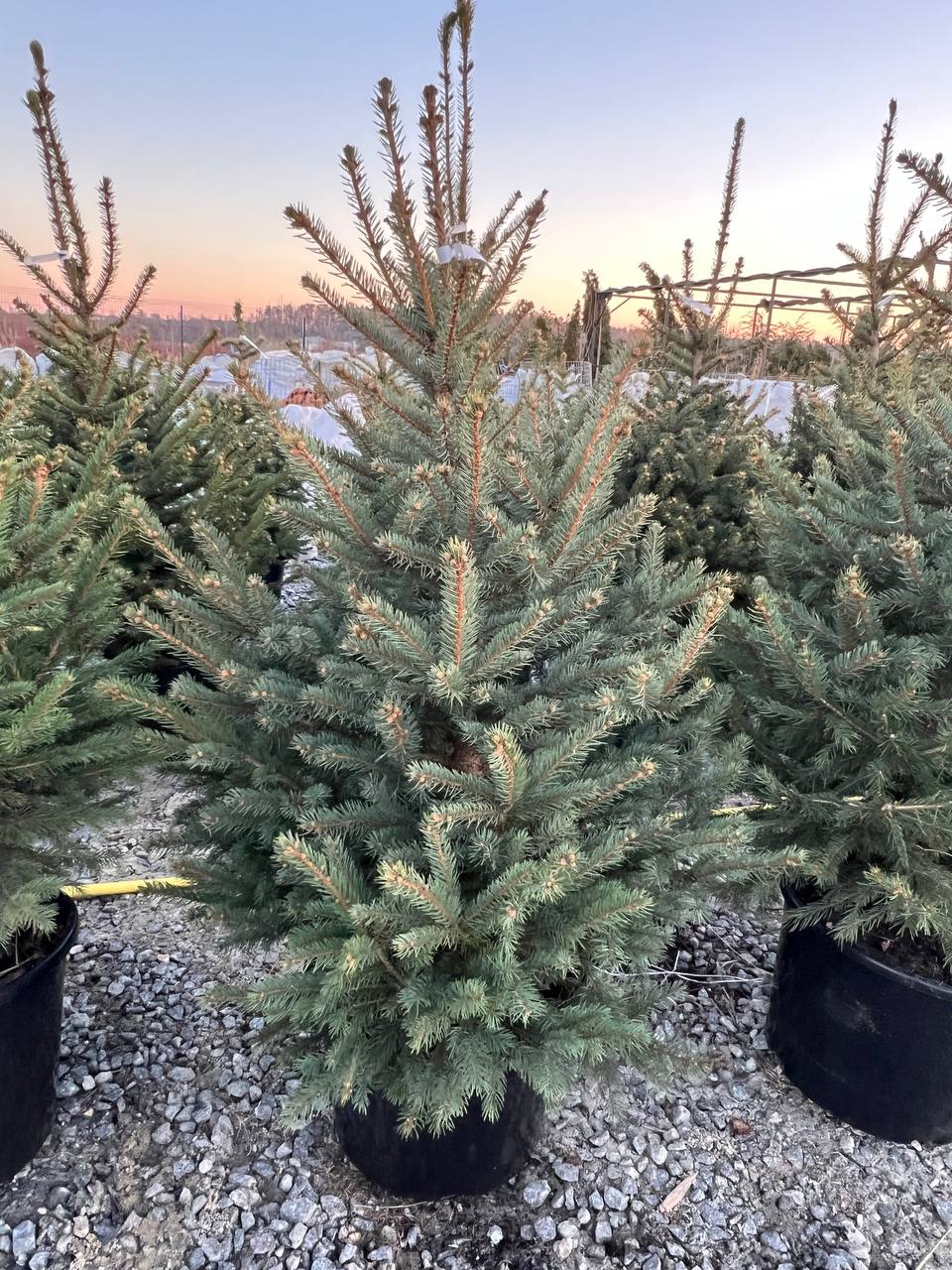 Ялина колюча блакитна Picea pungens Glauca Kaibab горщик 45-60л Н-170см