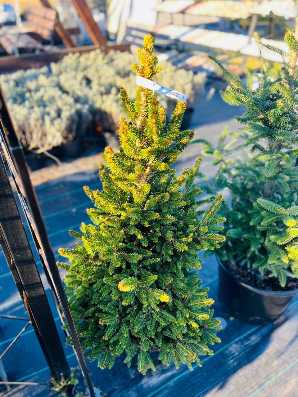 ЯЛИЦЯ ФРЕЙЗЕРА Abies fraseri