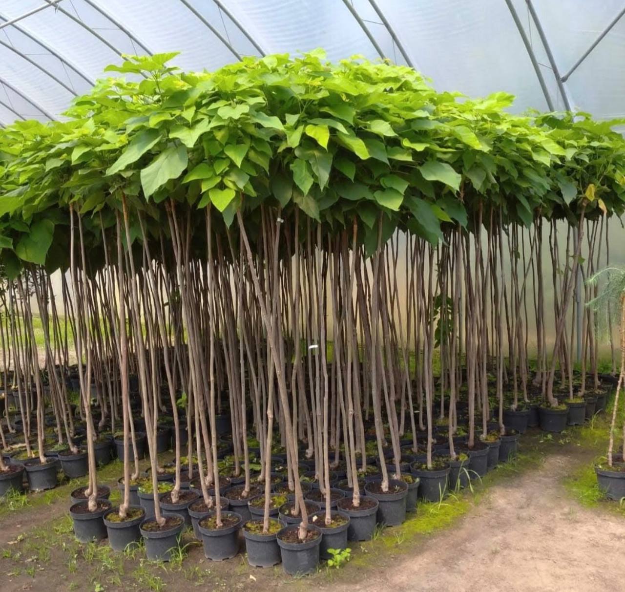 Катальпа бігнонієвидна (Catalpa bignonioides) 220 см