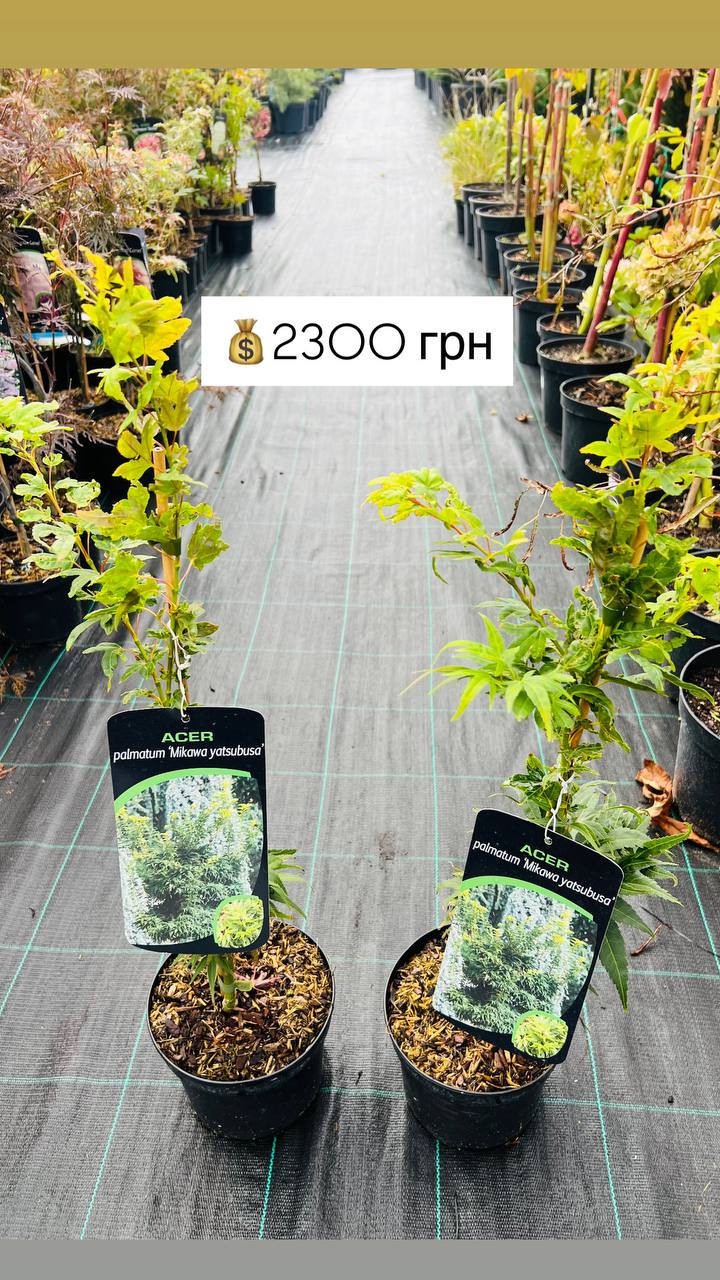 Клен японський "Mikawa Yatsubusa". Acer palmatum "Mikawa Yatsubusa"
