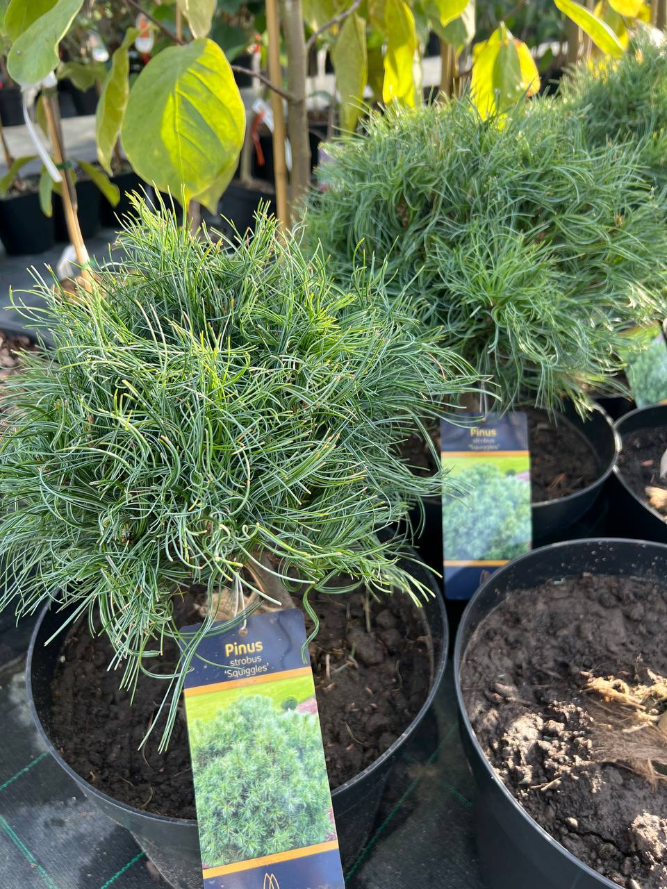 Сосна веймутова Сквиглс " Pinus strobus Squigles"