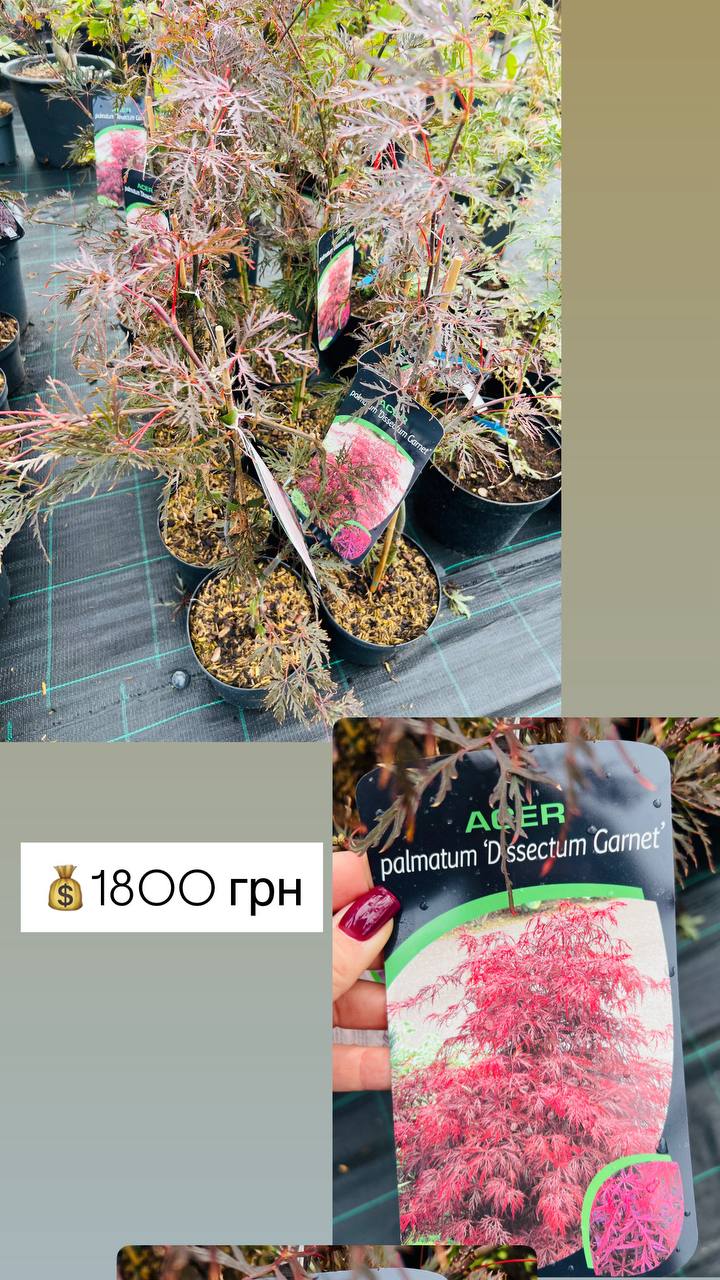 Клен японський Dissectum Garnet Acer palmatum Disectum Garnet