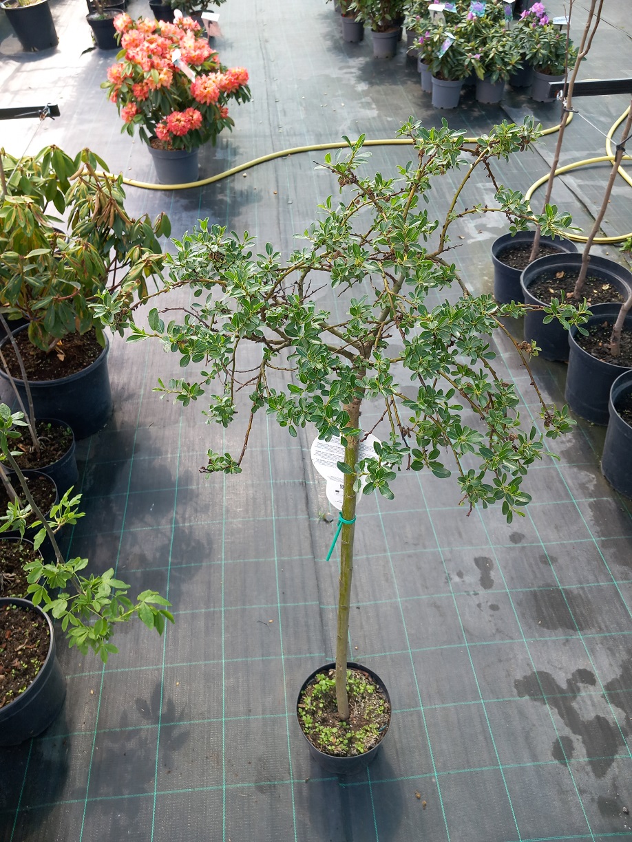 Верба сланка «Удававана» (Salix × simulatrix) 120 см
