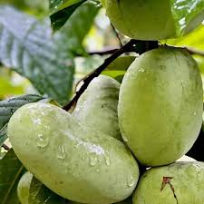 Asimina triloba Tallahatchie Peterson Pawpaws
